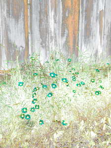 Summer Colourful Daises 